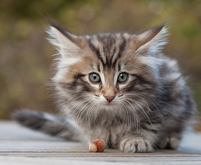Magnar - 8 weeks old