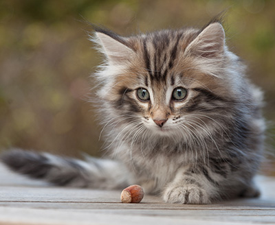 Magnar - 8 weeks old