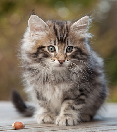 Magnar - 8 weeks old