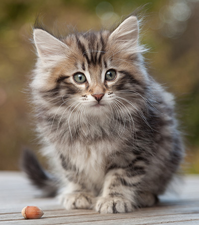 Magnar - 8 weeks old