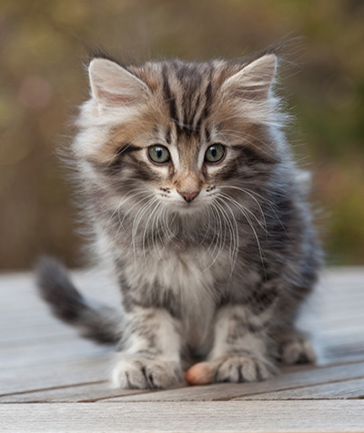 Magnar - 8 weeks old
