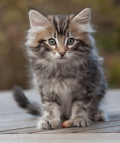 Magnar - 8 weeks old