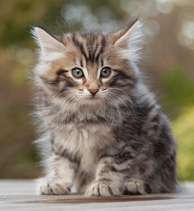 Magnar - 8 weeks old