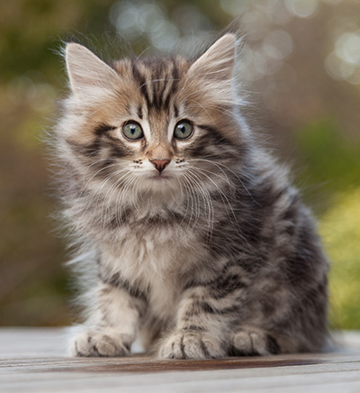 Magnar - 8 weeks old