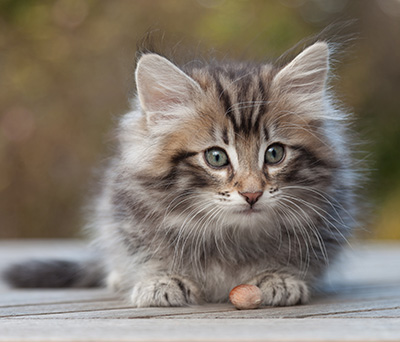 Magnar - 8 weeks old