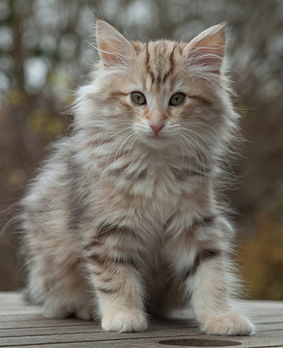 Marek - 12 weeks old