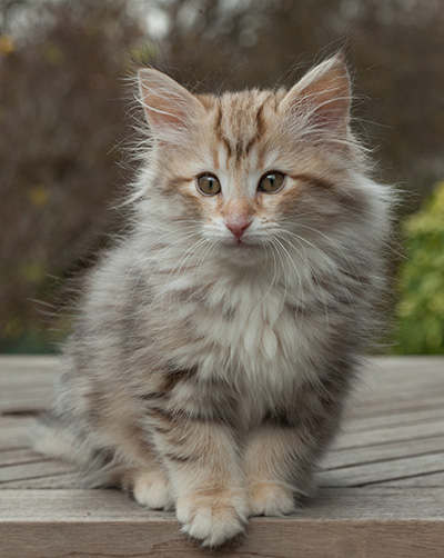 Marek - 12 weeks old
