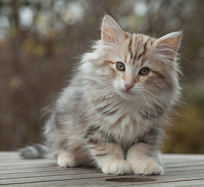 Marek - 12 weeks old