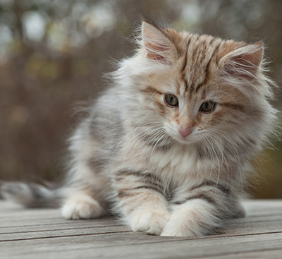 Marek - 12 weeks old