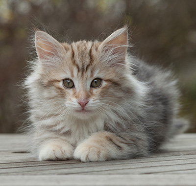Marek - 12 weeks old
