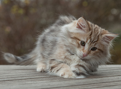 Marek - 12 weeks old