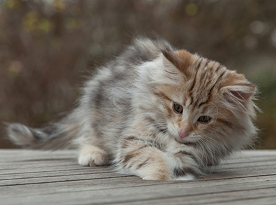 Marek - 12 weeks old