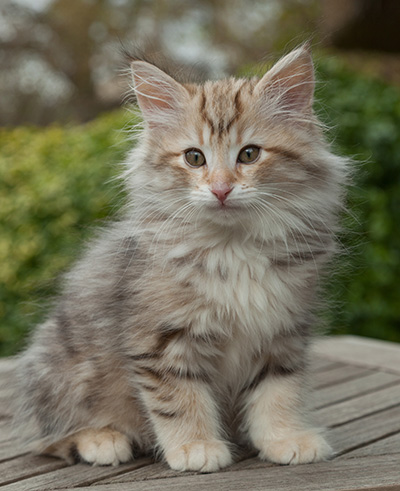 Marek - 12 weeks old