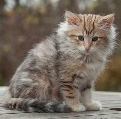 Marek - 12 weeks old