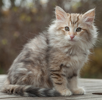 Marek - 12 weeks old