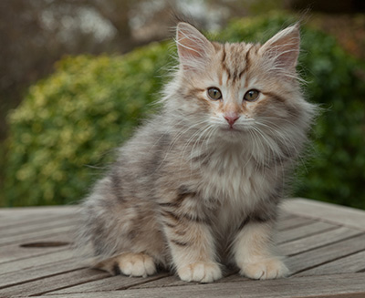 Marek - 12 weeks old