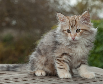 Marek - 12 weeks old