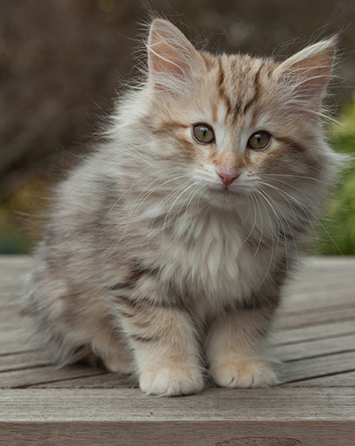 Marek - 12 weeks old