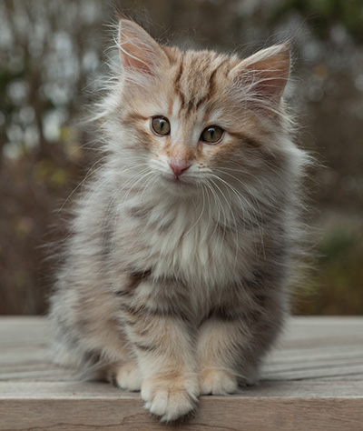 Marek - 12 weeks old