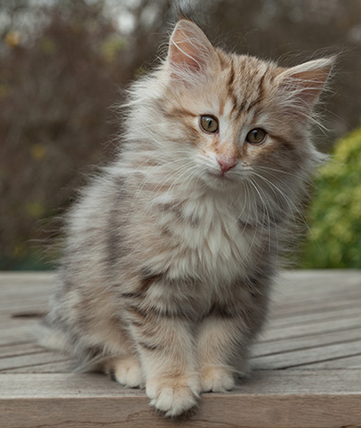 Marek - 12 weeks old