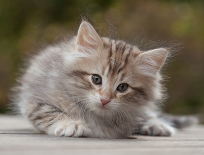 Marek - 8 weeks old
