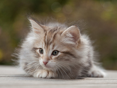 Marek - 8 weeks old
