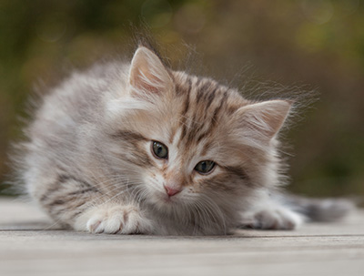 Marek - 8 weeks old