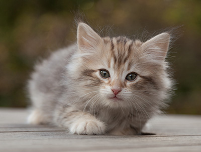 Marek - 8 weeks old