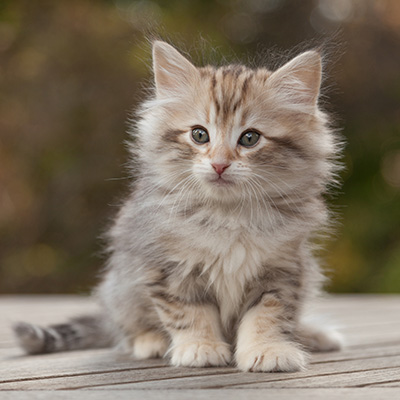 Marek - 8 weeks old