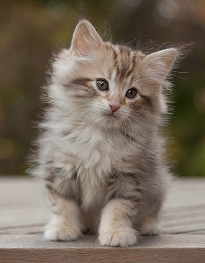 Marek - 8 weeks old