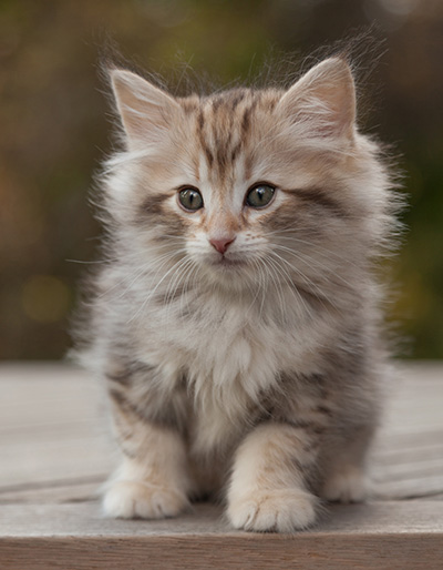 Marek - 8 weeks old