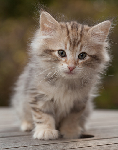 Marek - 8 weeks old