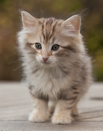 Marek - 8 weeks old