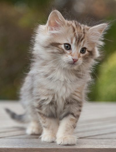Marek - 8 weeks old