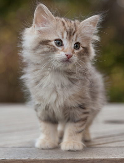 Marek - 8 weeks old