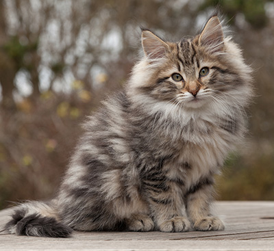 Marius - 12 weeks old
