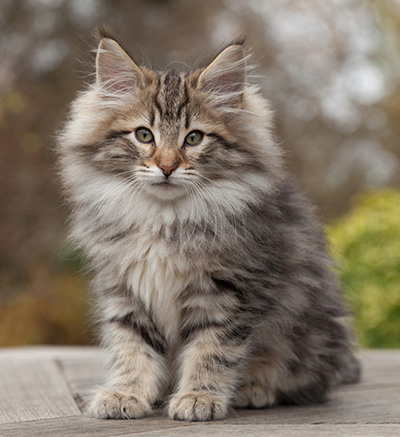 Marius - 12 weeks old