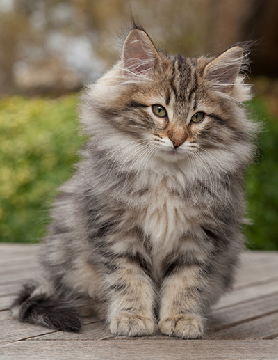 Marius - 12 weeks old