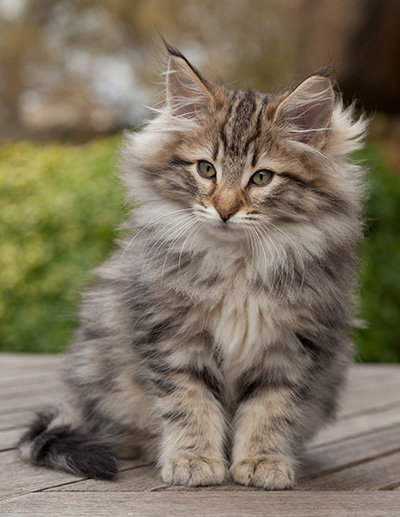 Marius - 12 weeks old