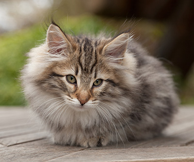 Marius - 12 weeks old
