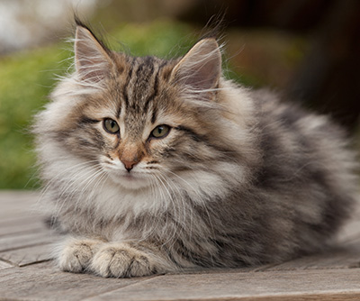 Marius - 12 weeks old
