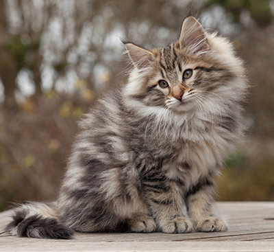 Marius - 12 weeks old