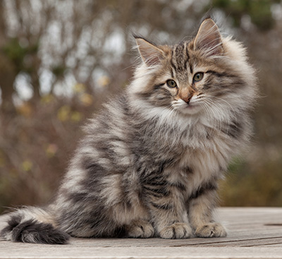 Marius - 12 weeks old