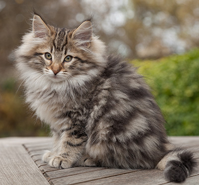 Marius - 12 weeks old