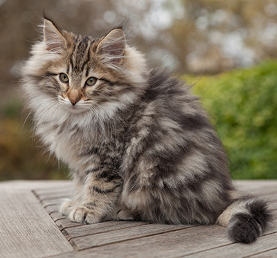 Marius - 12 weeks old
