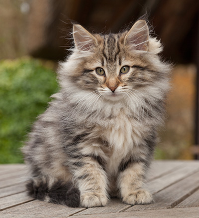 Marius - 12 weeks old