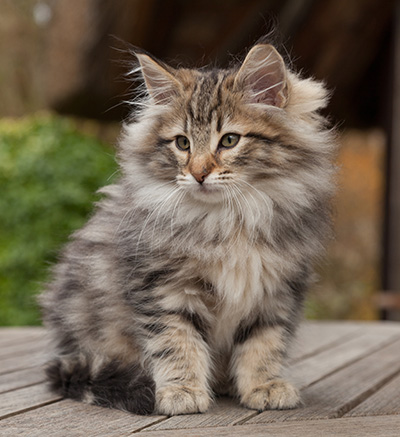 Marius - 12 weeks old
