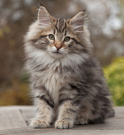 Marius - 12 weeks old