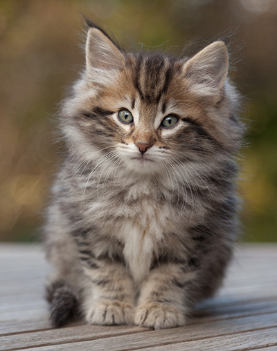 Marius - 8 weeks old