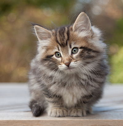 Marius - 8 weeks old